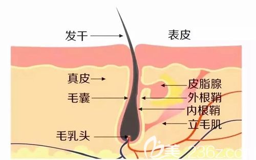 脱发应该早发现早治疗