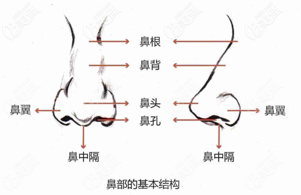 鼻部基本结构图