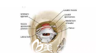 上下眼睑的牵引器